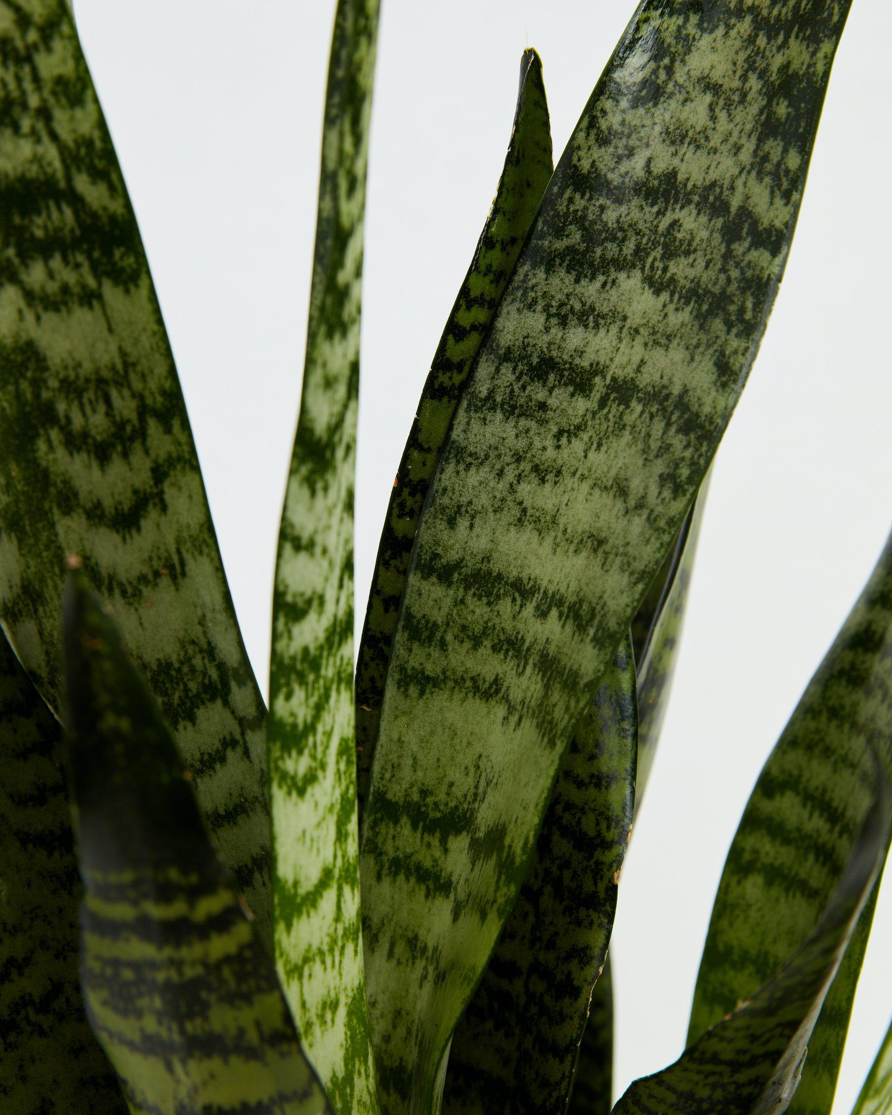 Snake plant on sale fluorescent light