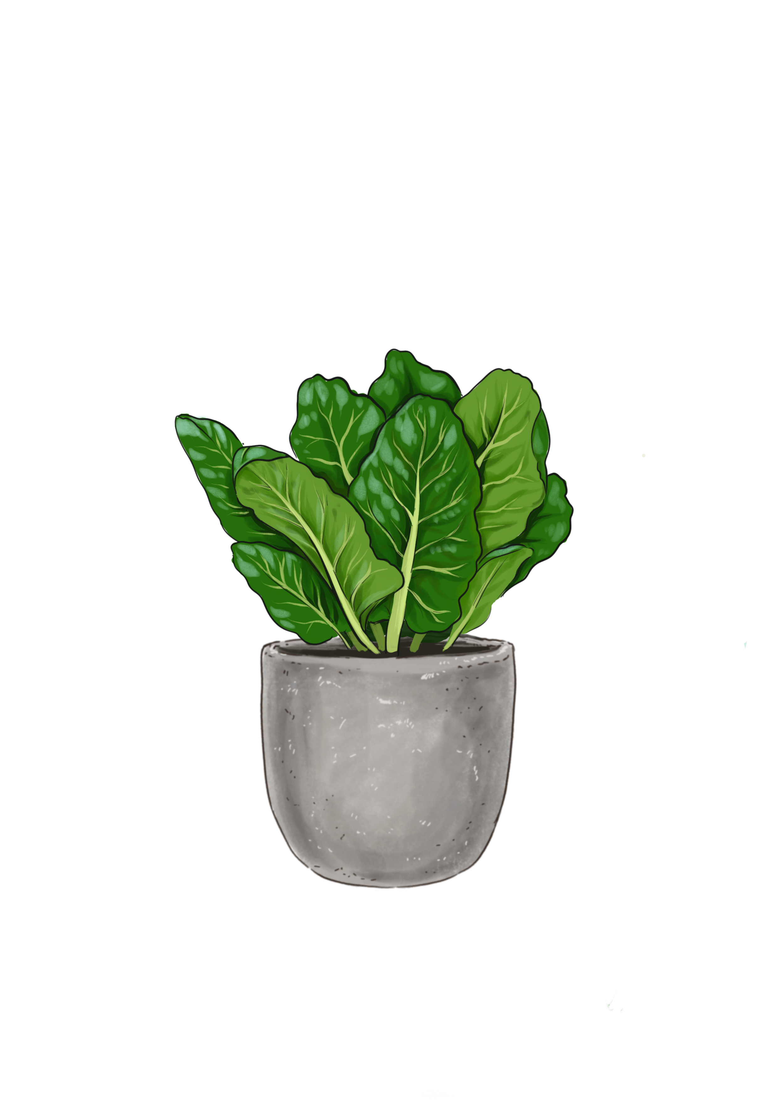 Spinach hand-painted watercolor pencil drawing - Stock Illustration  [76466423] - PIXTA