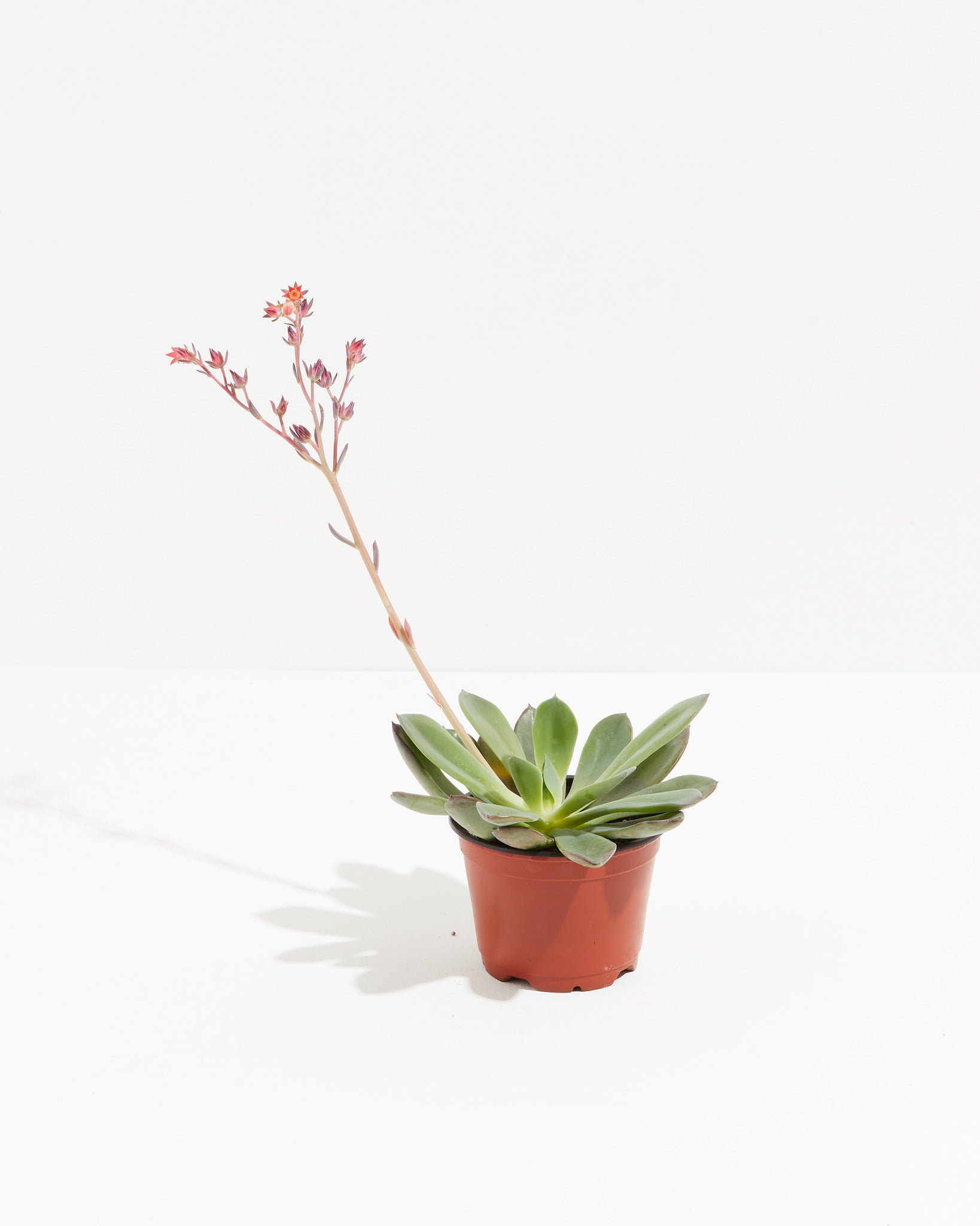 Echeveria Rose Succulent, Lively Root, Plant, Size, Small, , 