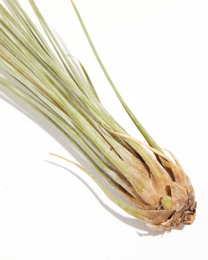 Juncea Air Plant