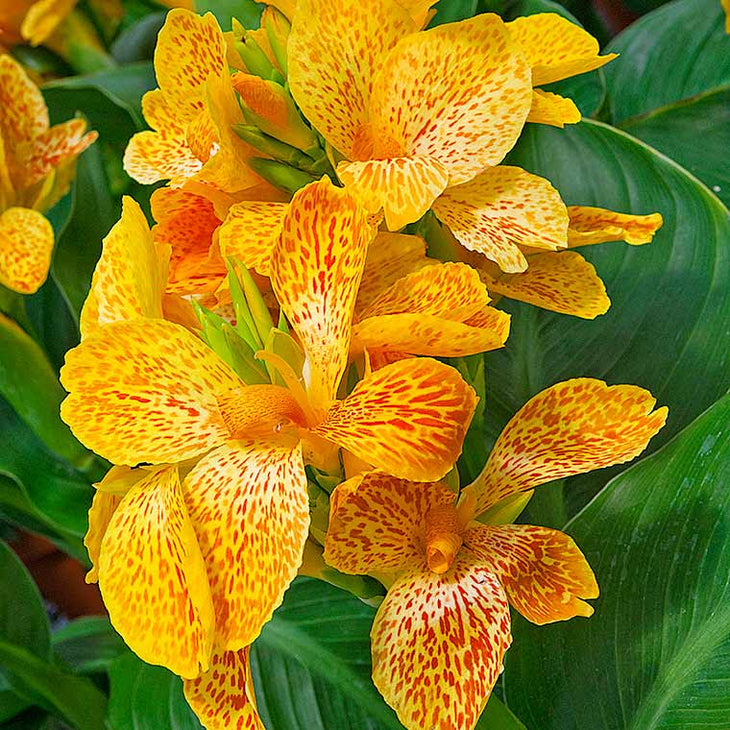 Golden Speckled Tenerife Premium Canna Lily Bulbs, Lively Root, Bulb, Size, 1 to 2 Eye, Quantity, 3 Bulbs