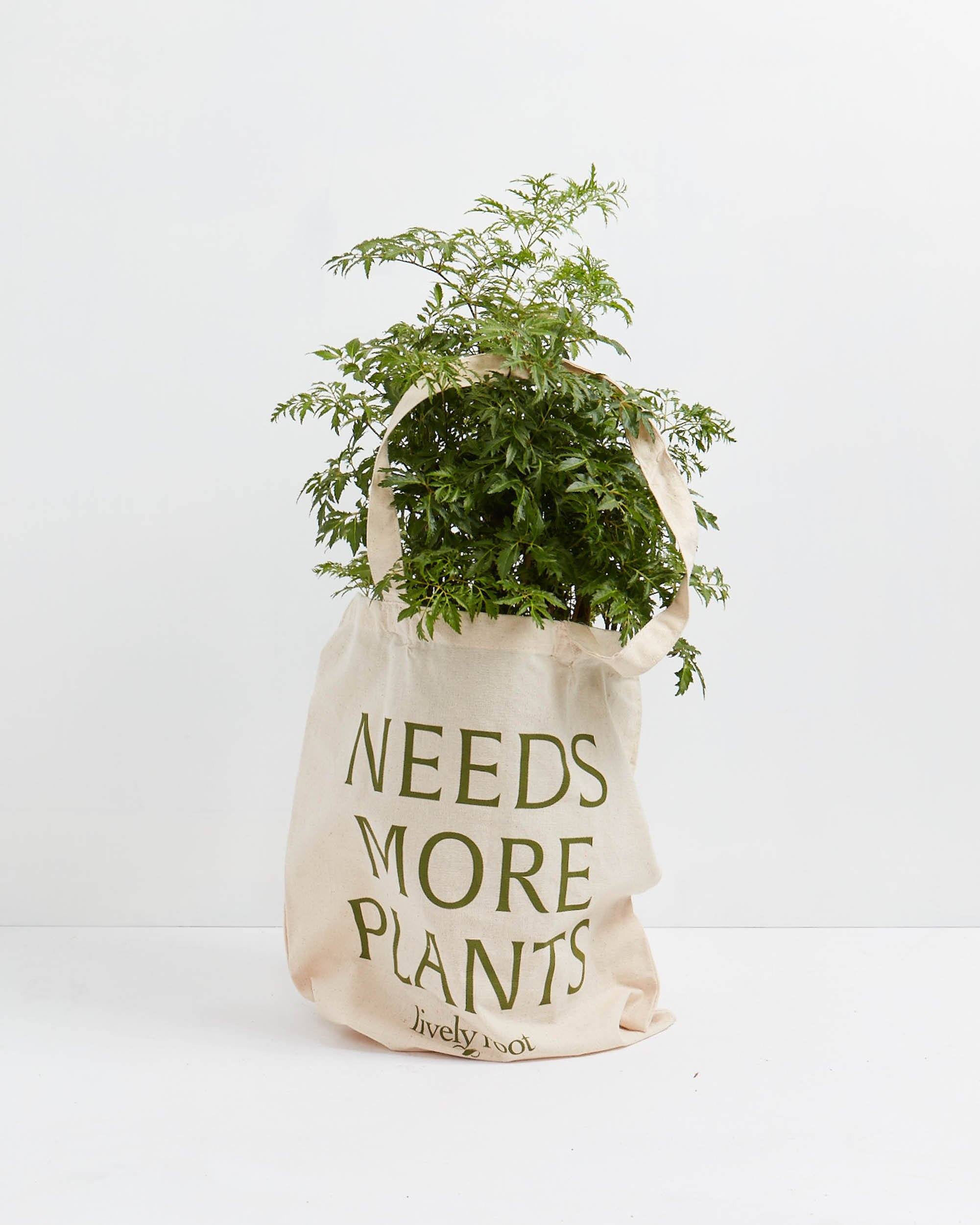 Reusable Shopping Bags Small – plantnmore