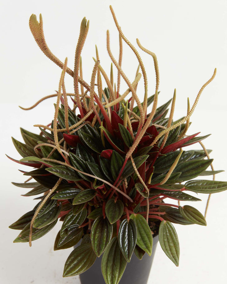 Peperomia Rosso, Lively Root, Plant, , , , 