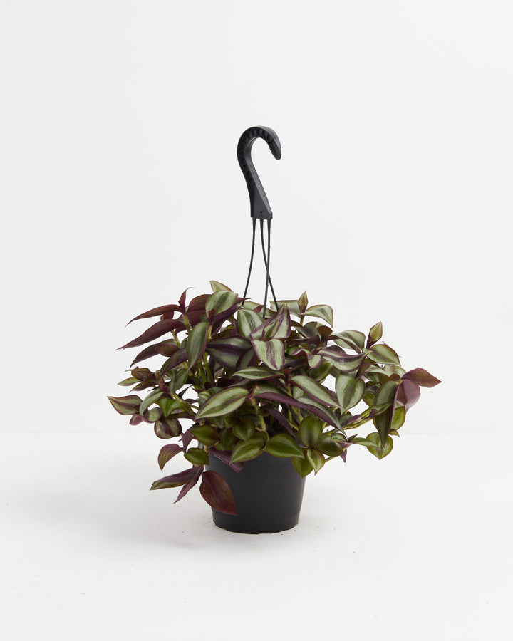 Artificial Plants, Tradescantia Hanging House Plant
