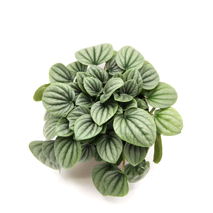 Peperomia Frost, Lively Root, Plant, , , , 