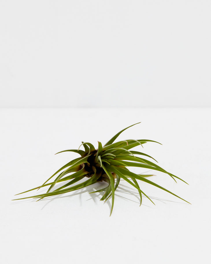 T. Melanocrater Tricolor Air Plant, Lively Root, Plant, , , , 