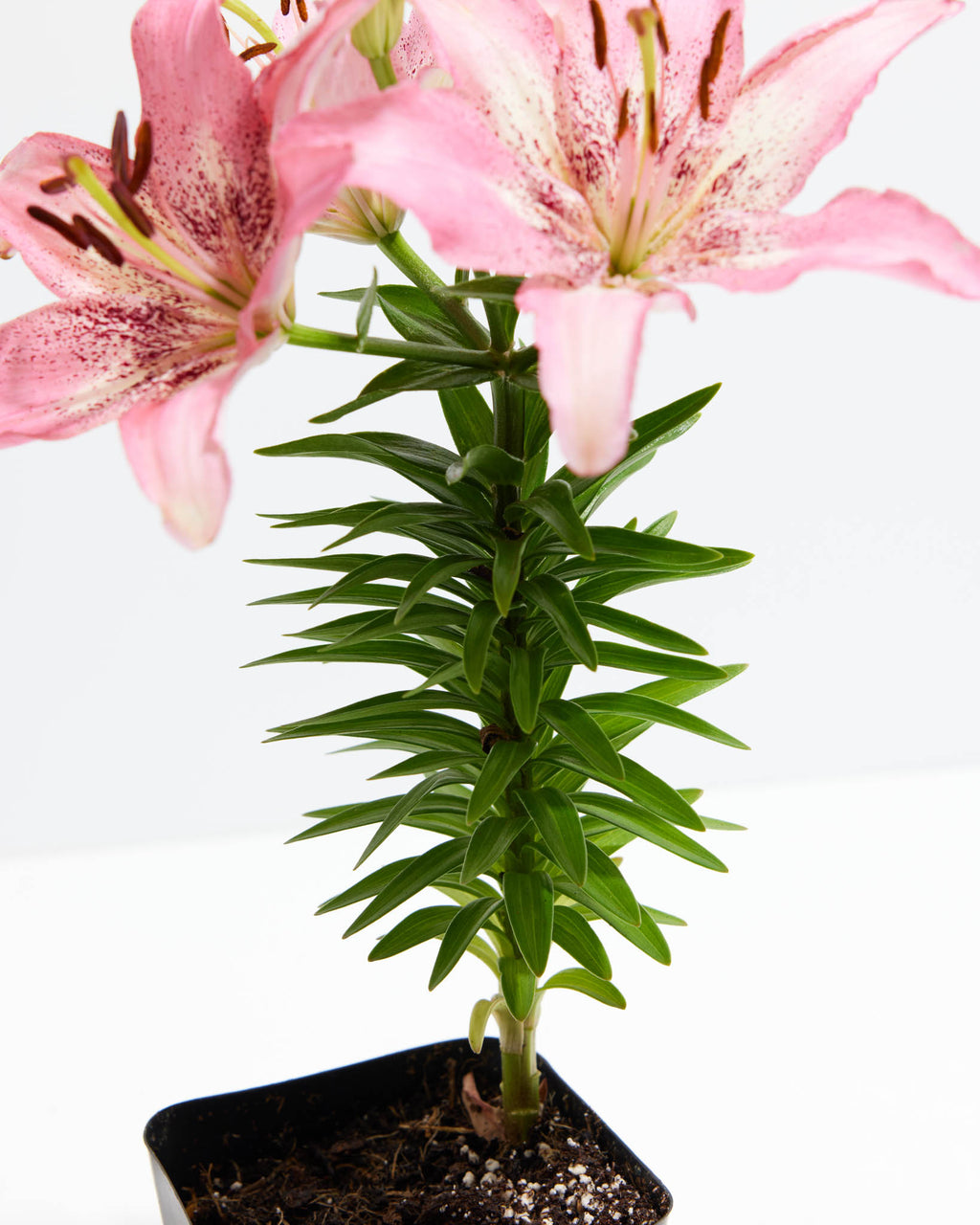Asiatic Lily Pink Bicolor
