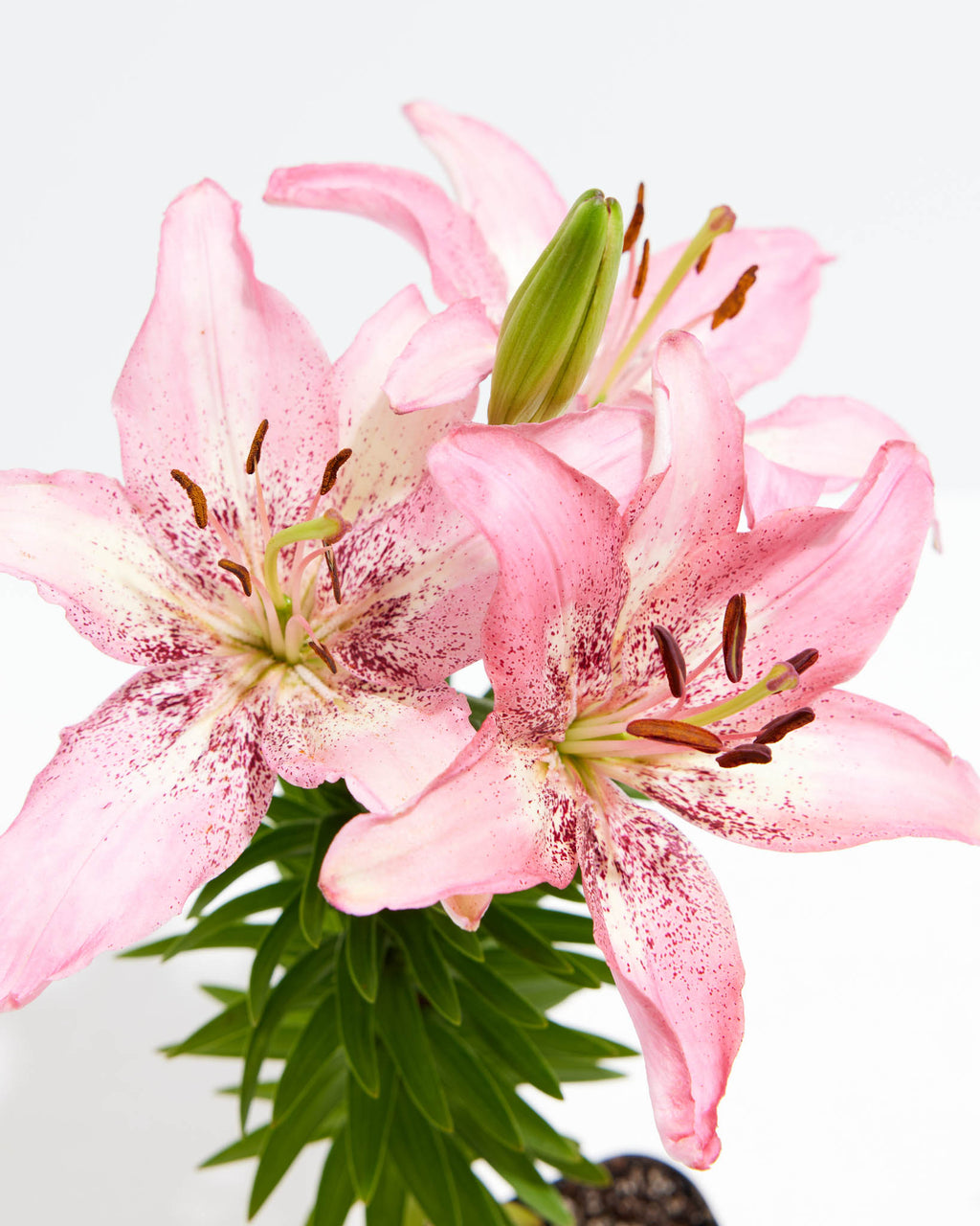Light Pink Asiatic Lily 