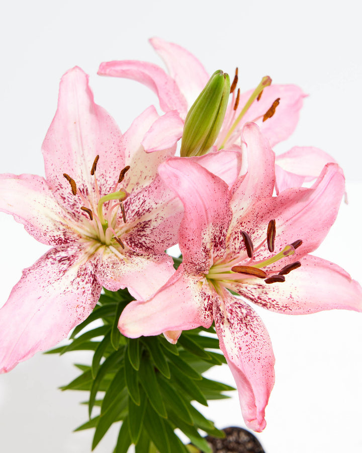 Asiatic Lillies Light Pink | Flowers Direct