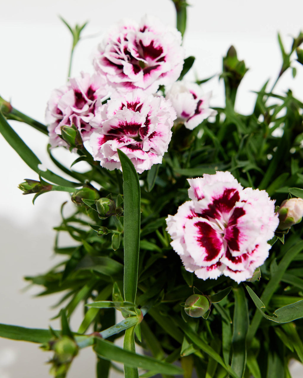How to Grow and Care for Carnation (Complete Guide)