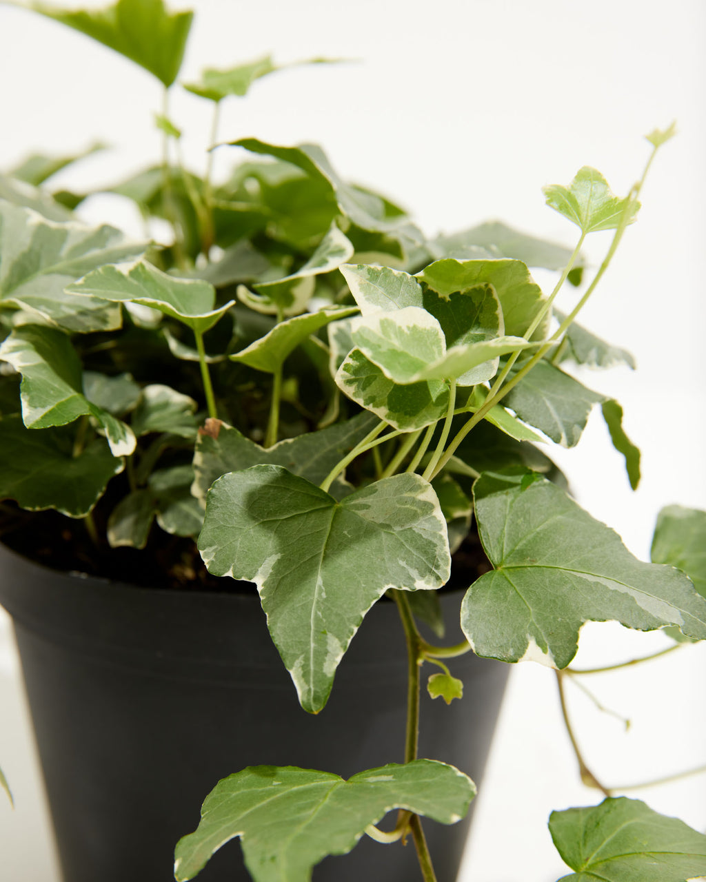 Variegated | Hanging Plants | Lively Root