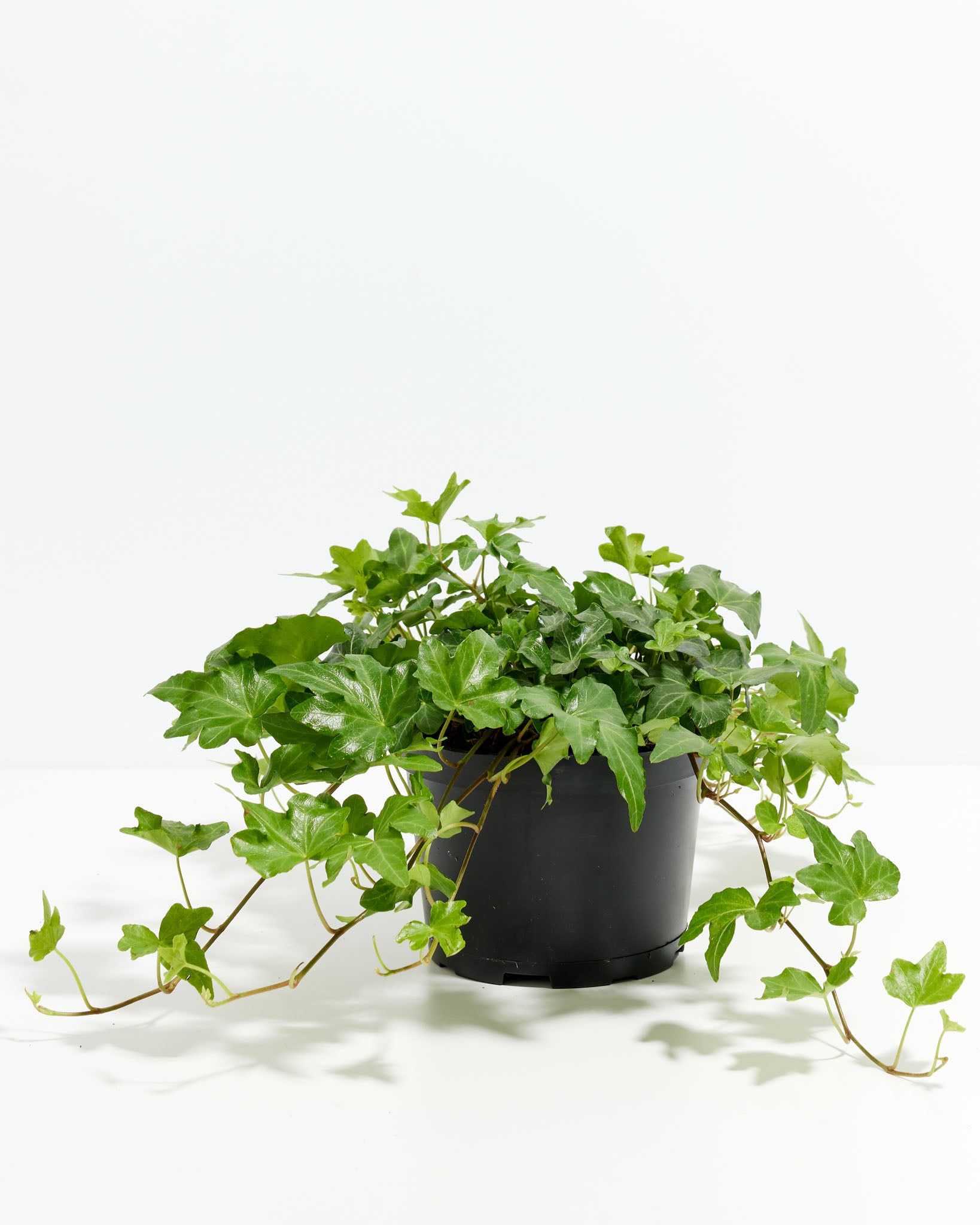 Green English Ivy | Plants | Lively Root
