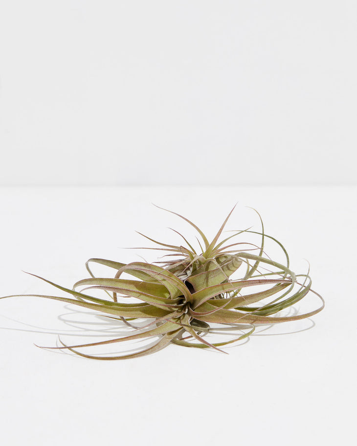 Eric Knobloch (Streptophylla x brachycaulos) Air Plant, Lively Root, Plant, , , , 