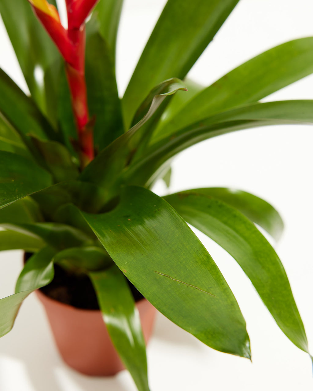 | | | & Indoor Bromeliad Evita Plants Vriesea Red Yellow