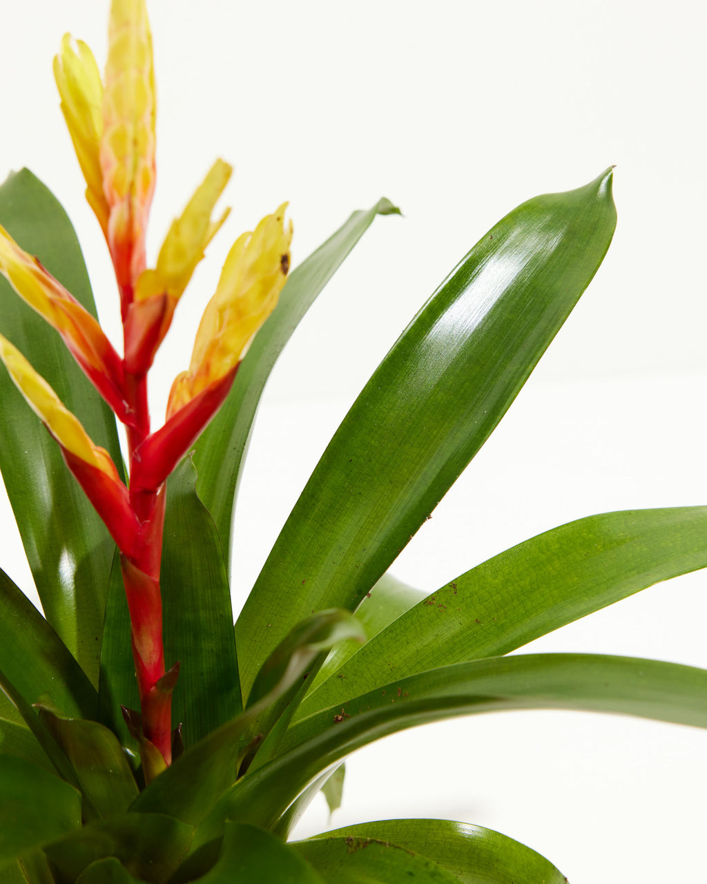 Bromeliad Red | Yellow & Evita | Vriesea Indoor | Plants