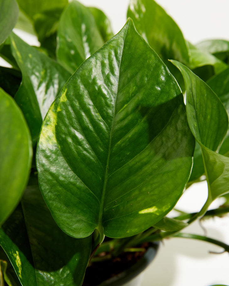 How to Grow and Care for your Golden Pothos