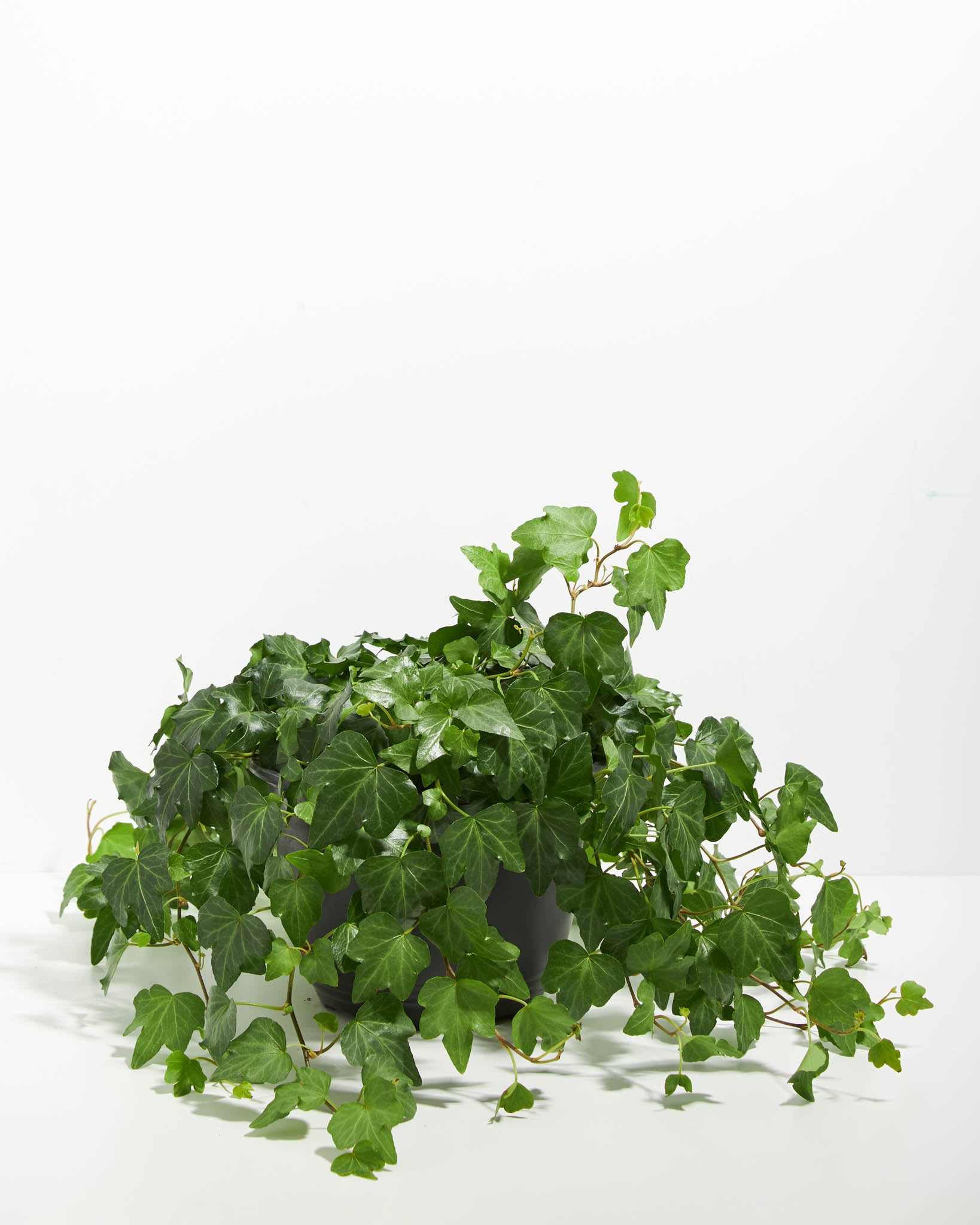 English Ivy For Sale (Hedera helix) Versatile Climbing Plant