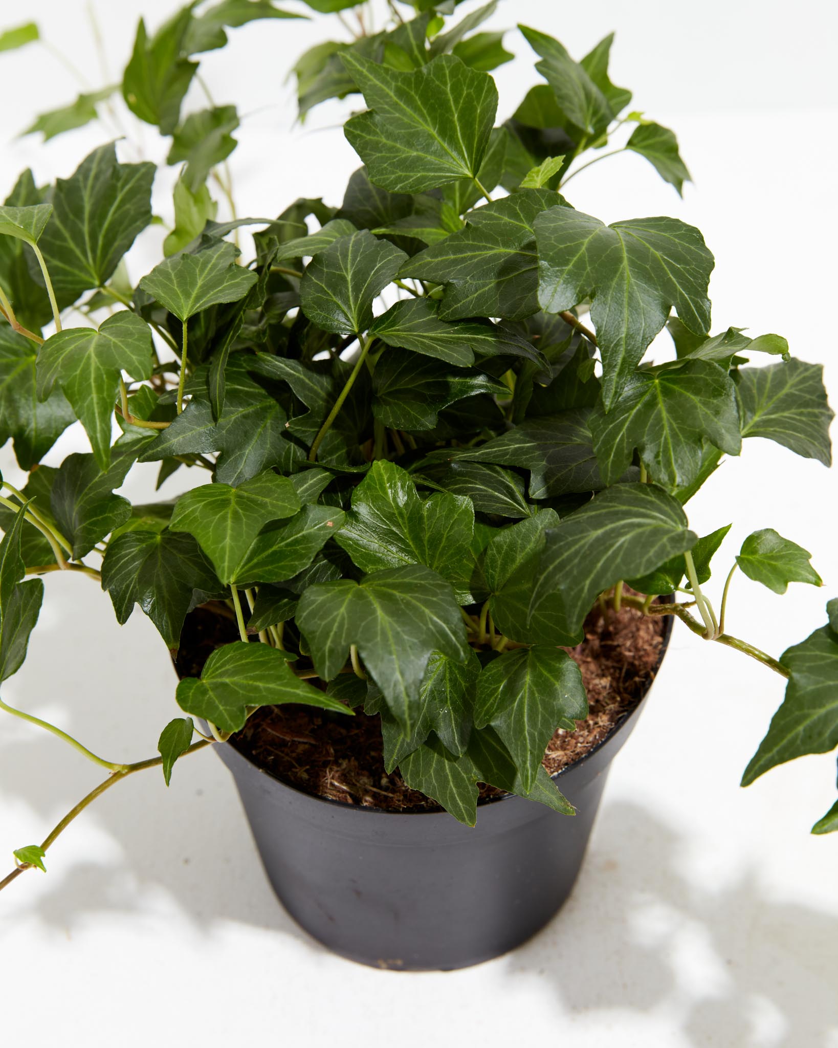 English Ivy 'White Ripple' – Greenland Garden Centre