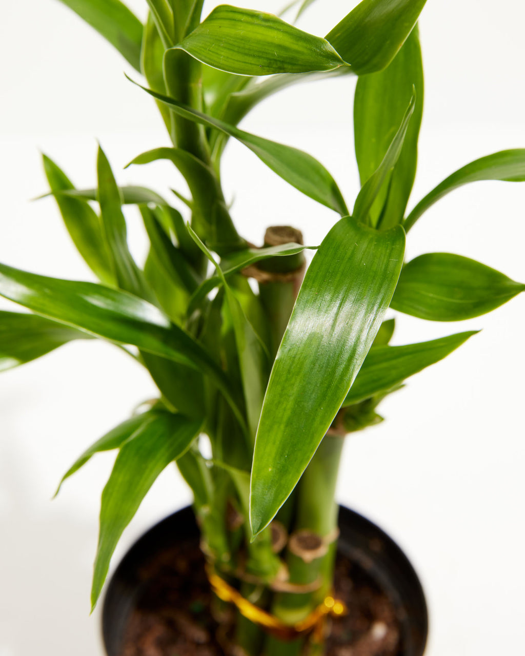 L8 S8 Tower Bamboo Lucky Plant Dracaena Sanderiana Gift for Mother′ S Day Good  Luck - China Lucky Bamboo and Lucky Bamboo Plant price | Made-in-China.com