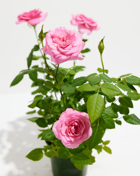 Rose/Mini Rose 