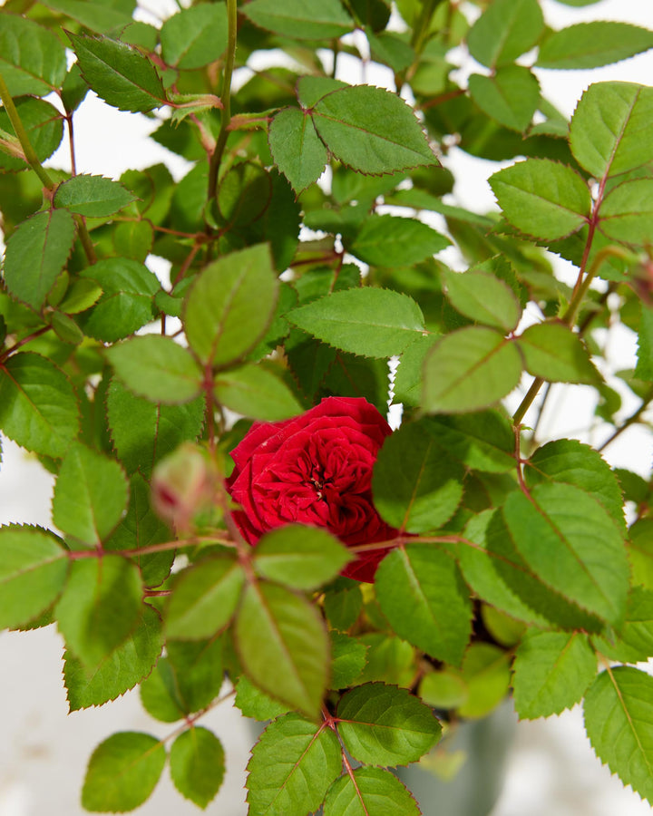 Small Red Rosebuds 20mm, Mini Red Satin Roses, Miniature Roses for