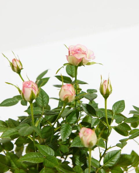 Rose/Mini Rose 