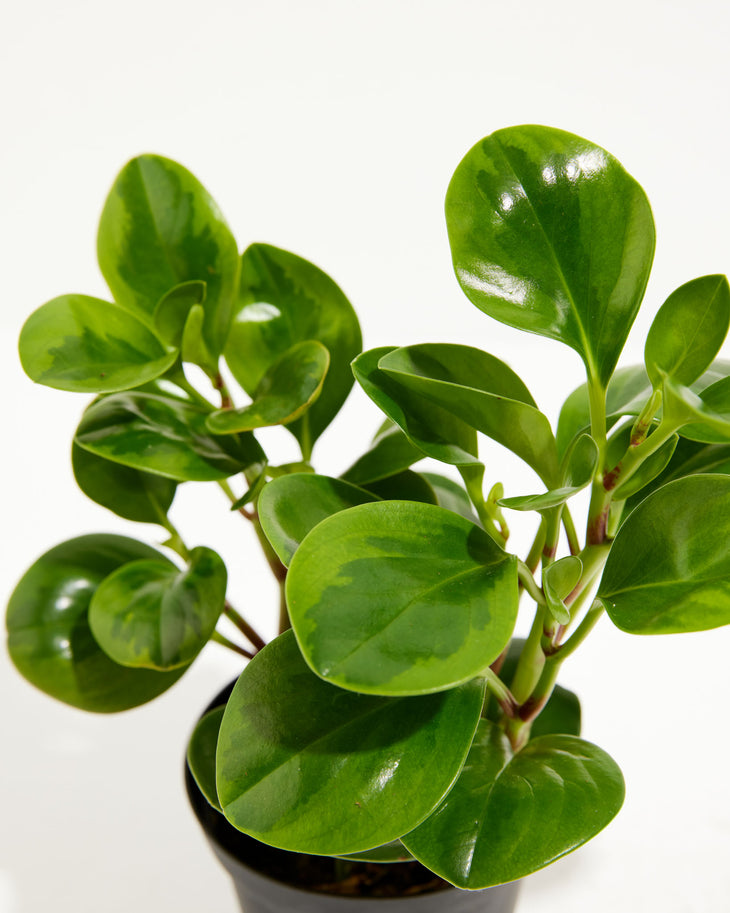 Variegated Peperomia Lemon Lime, Lively Root, Plant, Size, Small, , 