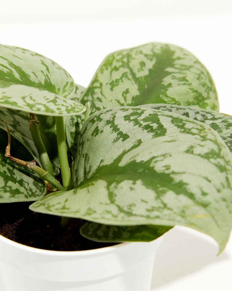 Silver Satin Pothos Featured Image