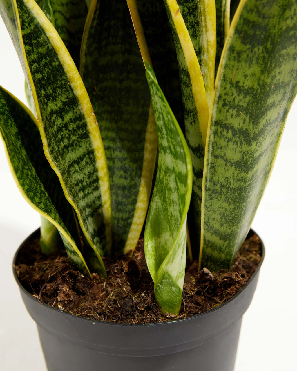 mother in law tongue plant dying clipart