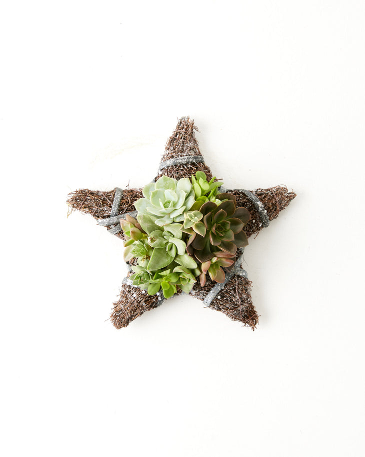 8" Fresh Live Succulent Star Ornament, Lively Root, Plant, , , , 