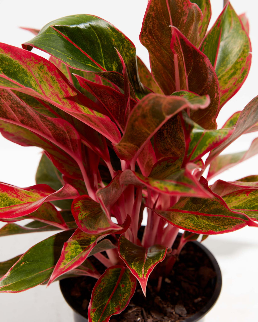Aglaonema Red Valentine | Tropical | Colorful | Lively Root