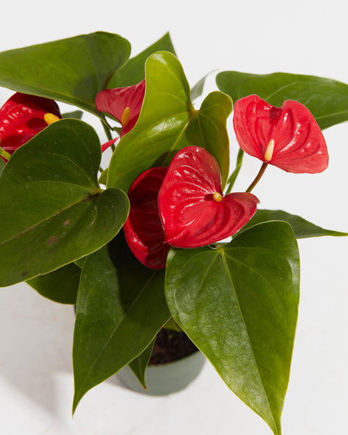 Flamingo Flower Plant For Sale | Lively Root