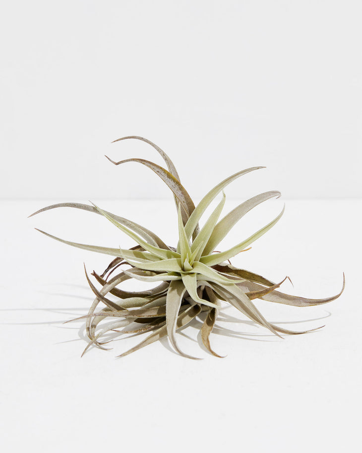 T. Harrisii Air Plant, Lively Root, Plant, , , , 